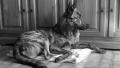 Super chien pour maître très actif Super chien pour maître très actif