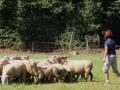 mes hollandais poils longs au troupeau mes hollandais poils longs au troupeau