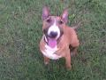 Bull terrier femelle ( Vanilla ) Bull terrier femelle ( Vanilla )