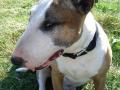 Bull terrier de Vince Bull terrier de Vince