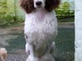 caniche royal bicolore blanc et brun caniche royal bicolore blanc et brun
