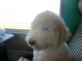 super chien super chien