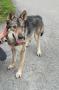 Chien Loup SPA Chien Loup SPA
