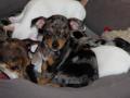 Notre petite Zoey chihuhua ou pas ? Notre petite Zoey chihuhua ou pas ?