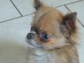 un chihuahua qui sauve un autre chihuahua un chihuahua qui sauve un autre chihuahua