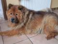 l'agressivité chez le chow-chow l'agressivité chez le chow-chow