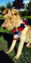 Le chien d 'une vie Le chien d 'une vie