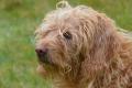 Griffon fauve de bretagne Griffon fauve de bretagne