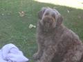 MA CHIENNE TANIA MA CHIENNE TANIA