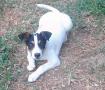 Jack Russell de Héritier Jack Russell de Héritier