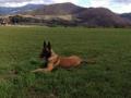 Malinois de compagnie Malinois de compagnie