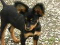 PETIT CHIEN RUSSE ou RUSSKIY TOY PETIT CHIEN RUSSE ou RUSSKIY TOY