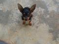 Rendre propre mon pinscher nain Rendre propre mon pinscher nain