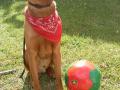 podenco portugais podenco portugais