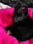 Schipperke Schipperke