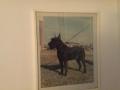 Schnauzer geant Schnauzer geant