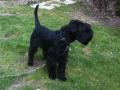 Schnauzer moyen noir Schnauzer moyen noir