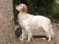 Setter Anglais Othelo du plat d'Alcy Setter Anglais Othelo du plat d'Alcy