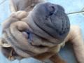 Droopy, bientot 8 mois ne veut pas sortir Droopy, bientot 8 mois ne veut pas sortir