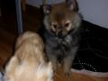 Spitz nain, petit ou moyen? Spitz nain, petit ou moyen?