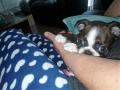 Ma petite boston terrier m'aboie dessus... Ma petite boston terrier m'aboie dessus...