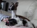 whippet de 10 mois whippet de 10 mois