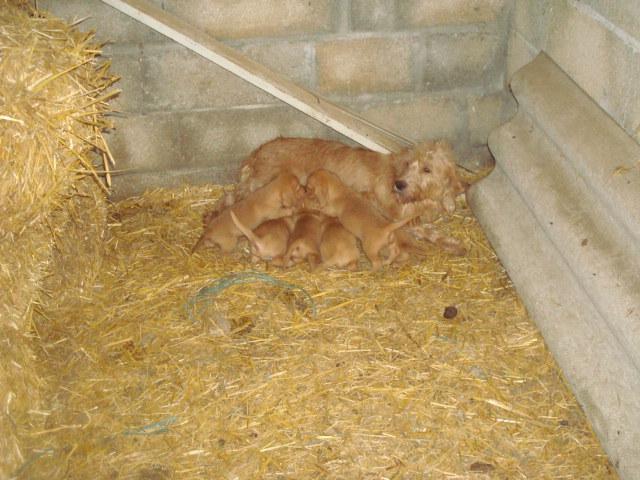 rencontre basset hound