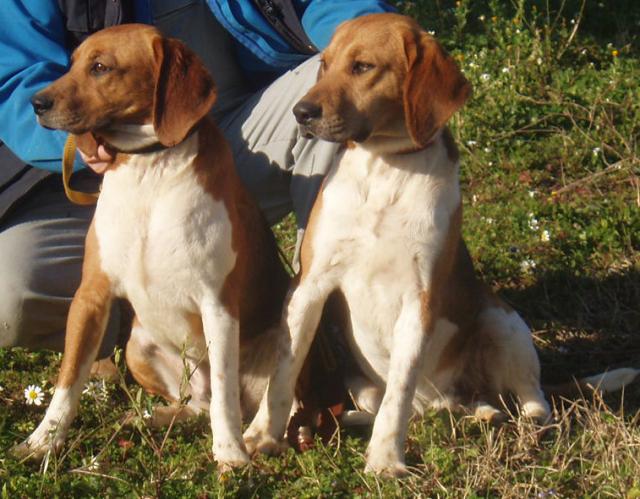 Beagle Harrier