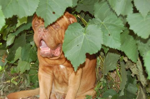 site de rencontre fan de chien