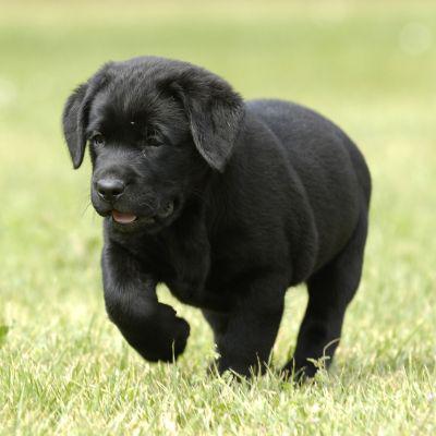 Plaque émaillée "Attention au Chien" décor Labrador Noir 