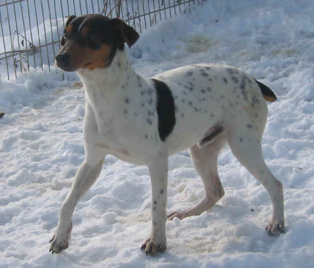 Terrier br�silien
