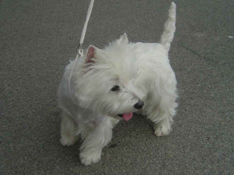 West highland terrier