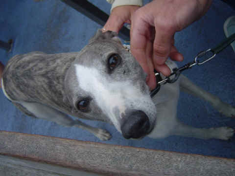 Whippet