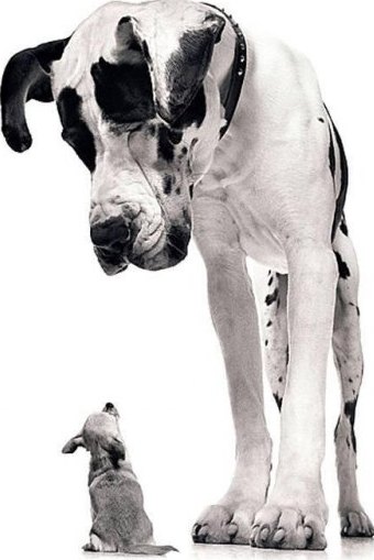 Avoir plusieurs animaux