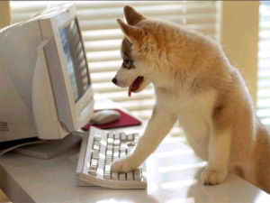 Choisir son chien