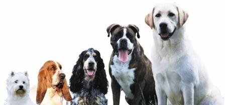 Un chien de race ou crois�