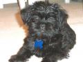 Affenpinscher Affenpinscher
