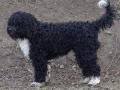 Barbet Barbet