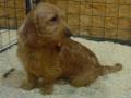Basset fauve de Bretagne Basset fauve de Bretagne