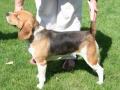 Beagle Beagle