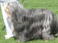 Bearded collie Bearded collie