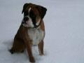 Boxer Boxer