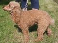 Caniche nain Caniche nain