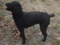 Caniche moyen Caniche moyen