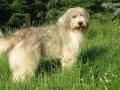 Chien de berger roumain de Mioritza Chien de berger roumain de Mioritza