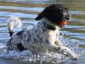 Chien d'eau espagnol Chien d'eau espagnol