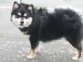 Chien finnois de Laponie Chien finnois de Laponie