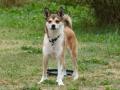 Chien norvégien de Macareux Chien norvégien de Macareux