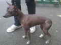 Chien nu du Pérou Chien nu du Pérou