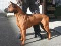 Thaï Ridgeback Dog Thaï Ridgeback Dog